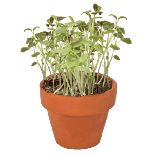 Pot terre cuite avec graine a planter