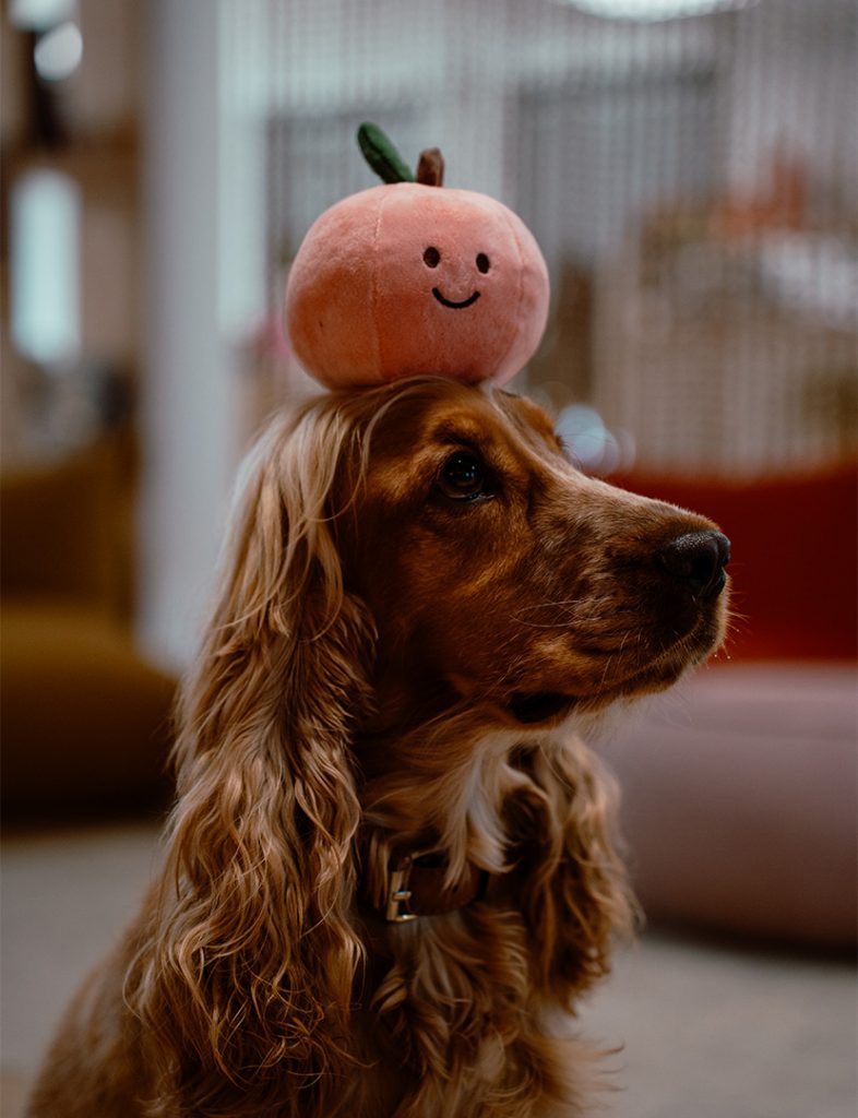 Peluche sur mesure chien, kidulte